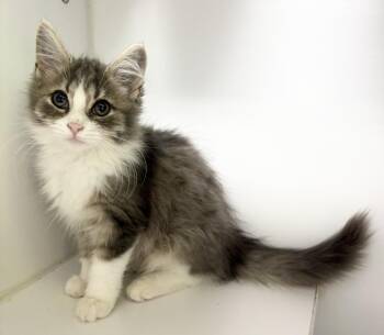 Dora -  Domestic Medium Hair Cat for Adoption in Rochester, Indiana - Dora | PetCurious