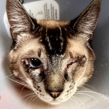 Siamese Cats Available for Adoption - Rizz | PetCurious