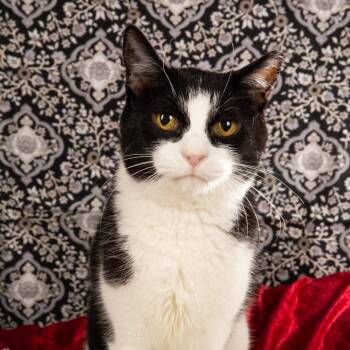 Rescue Domestic Short Hair Cats for Adoption in Durango, Colorado - Mai Mai | PetCurious