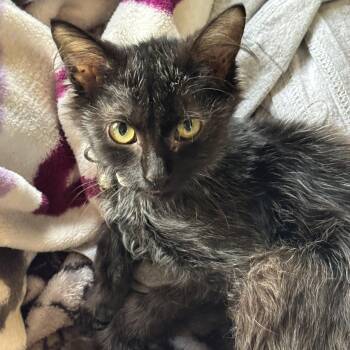 Coco -  Lykoi and Domestic Long Hair Cat for Adoption in Houston, Texas - Coco | PetCurious