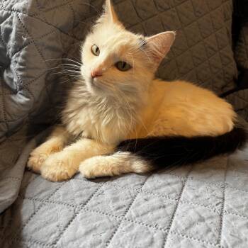 Domestic Medium Hair Cats Available for Adoption in Austin, Texas - Satsuki — A Queen, And She Is Fully Aware Of It. | PetCurious
