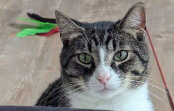 Rescue Domestic Short Hair Cats for Adoption in Reston, Virginia - Pete | PetCurious