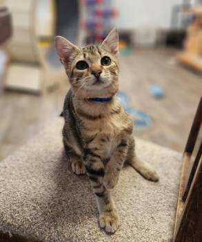 Anchovy -  Domestic Short Hair Cat for Adoption in Parlier, California - Anchovy | PetCurious