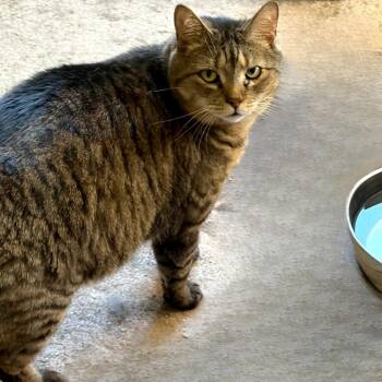 Billie -  Domestic Short Hair Cat for Adoption in Philadelphia, Pennsylvania - Billie | PetCurious