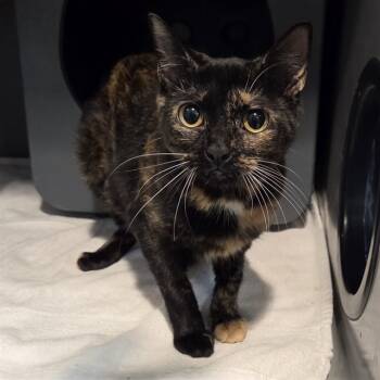 Rescue Domestic Short Hair Cats for Adoption in Leesburg, Virginia - MISTY | PetCurious