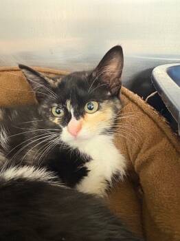 Rescue Domestic Short Hair Cats for Adoption in Rock Springs, Wyoming - Beth Phoenix | PetCurious