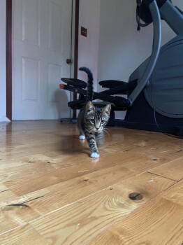 Rescue Domestic Short Hair Cats for Adoption in Burlington, Washington - Fifi | PetCurious