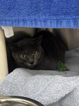 Domestic Short Hair Cats Available for Adoption in Methuen, Massachusetts - SYLLABLE | PetCurious