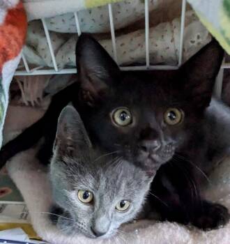 Princess Pippa and Jazzy -  American Shorthair and Russian Blue Cat for Adoption in Vacaville, California - Princess Pippa And Jazzy | PetCurious