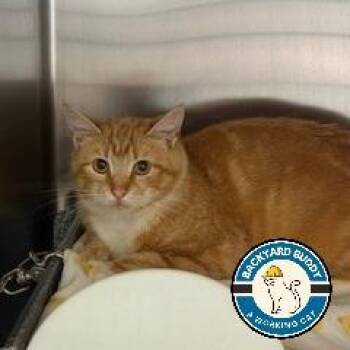Domestic Short Hair Cats Available for Adoption in Gloucester, Virginia - Tuesday | PetCurious