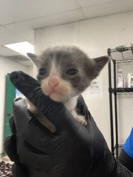 Rescue Domestic Short Hair Cats for Adoption in San Bernardino, California - JULIA | PetCurious