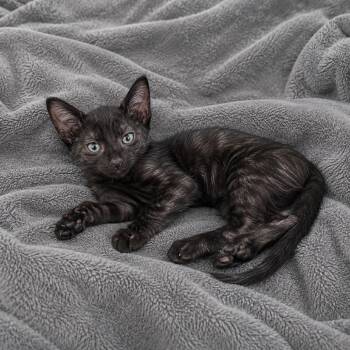 Jerry -  Domestic Short Hair Cat for Adoption in Tucson, Arizona - Jerry | PetCurious