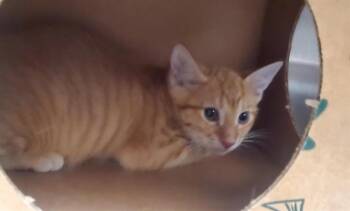 REEF SHARK -  Domestic Short Hair Cat for Adoption in St. Louis, Missouri - REEF SHARK | PetCurious