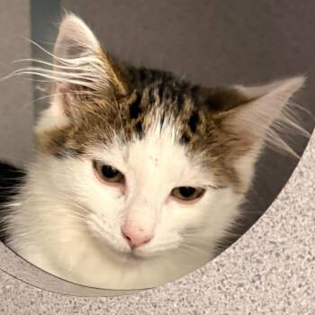 Domestic Medium Hair Cats Available for Adoption in Evansville, Indiana - Dandelion | PetCurious