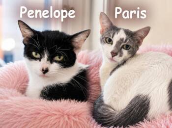 Penelope / Paris -  Domestic Short Hair Cat for Adoption in Sebastian, Florida - Penelope / Paris | PetCurious