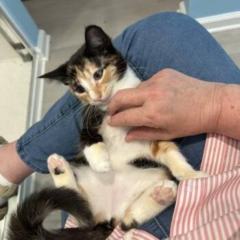 Ellie -  Domestic Short Hair Cat for Adoption in Cumming, Georgia - Ellie | PetCurious