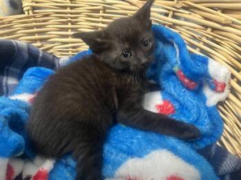 Domestic Short Hair Cats Available for Adoption in Rosenberg, Texas - RYLAND | PetCurious