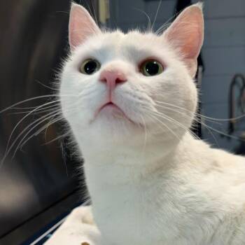 Niko -  Domestic Short Hair Cat for Adoption in Providence, Rhode Island - Niko | PetCurious