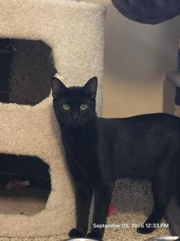 Milo -  Domestic Short Hair Cat for Adoption in Schaumburg, Illinois - Milo | PetCurious