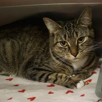 Domestic Short Hair Cats Available for Adoption in Spokane, Washington - Zig | PetCurious