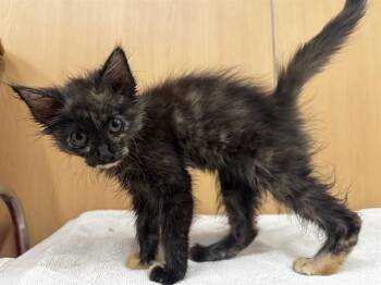 Domestic Medium Hair Cats Available for Adoption in Brentwood, Missouri - PEPPER | PetCurious