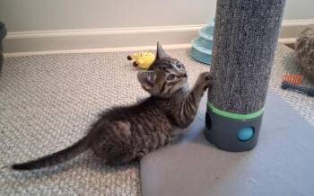 Rescue Domestic Short Hair Cats for Adoption in Rossville, Tennessee - Merl | PetCurious