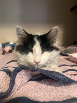 Aster -  Domestic Long Hair Cat for Adoption in Los Angeles, California - Aster | PetCurious