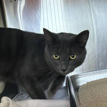 Alphonse -  Domestic Short Hair Cat for Adoption in Asheville, North Carolina - Alphonse | PetCurious