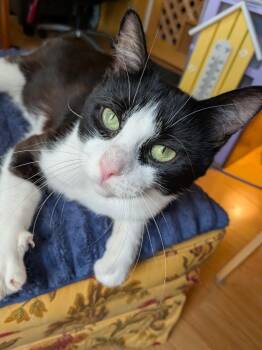 BRB -  Domestic Short Hair Cat for Adoption in Arthur, Ontario - BRB | PetCurious
