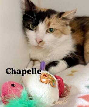 Domestic Short Hair Cats Available for Adoption in Lowell, Massachusetts - Chapelle | PetCurious