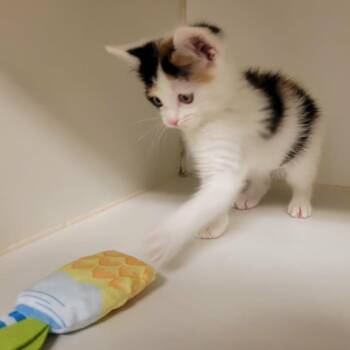 Funfetti -  Domestic Short Hair Cat for Adoption in Columbia, Missouri - Funfetti | PetCurious