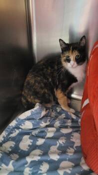 686 - Lotti -  Domestic Medium Hair Cat for Adoption in St. Louis, Missouri - 686 - Lotti | PetCurious