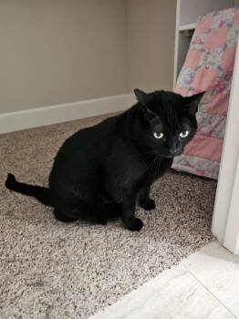 Domestic Medium Hair Cats Available for Adoption in San Diego, California - Snoopy | PetCurious