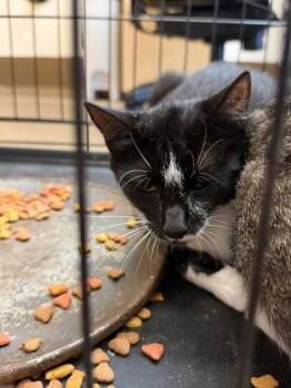 Pepper -  Domestic Short Hair Cat for Adoption in Wichita, Kansas - Pepper | PetCurious
