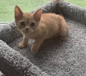 Dandelion -  Domestic Short Hair Cat for Adoption in Port Republic, Maryland - Dandelion | PetCurious