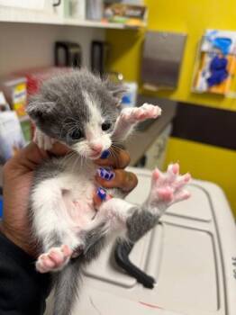 Gracie -  Domestic Short Hair Cat for Adoption in Atlanta, Georgia - Gracie | PetCurious