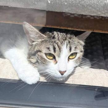 Bucky aka Poppi -  Domestic Short Hair Cat for Adoption - Bucky Aka Poppi | PetCurious