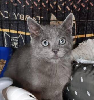 Rescue Domestic Short Hair Cats for Adoption in Bethpage, New York - Biscuit | PetCurious