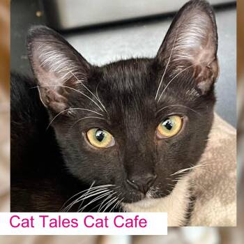 Casey -  Domestic Short Hair Cat for Adoption in Chapel Hill, North Carolina - Casey | PetCurious