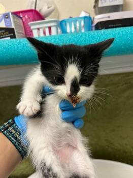 MINX -  Domestic Short Hair Cat for Adoption in Riverside, California - MINX | PetCurious