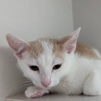 Angeleyes -  Domestic Short Hair Cat for Adoption in Redwood City, California - Angeleyes | PetCurious