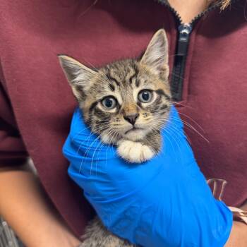 Rescue Domestic Short Hair Cats for Adoption in Akron, New York - Loki ARC2025-336 | PetCurious