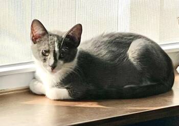 Sparky -  Domestic Short Hair Cat for Adoption in Canonsburg, Pennsylvania - Sparky | PetCurious