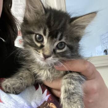 Rescue Domestic Short Hair Cats for Adoption in Taos, New Mexico - Oscar | PetCurious