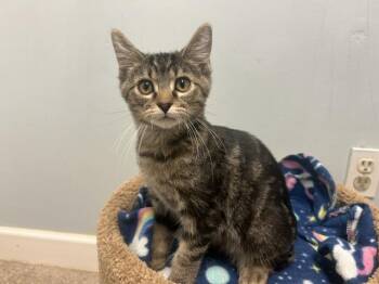 Orion -  Domestic Short Hair Cat for Adoption in Chicago, Illinois - Orion | PetCurious