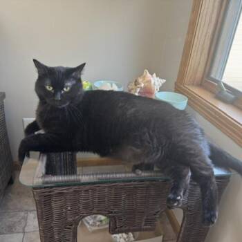 Domestic Short Hair Cats Available for Adoption in Fargo, North Dakota - Baconator--In Foster | PetCurious