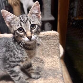 American Shorthair Cats Available for Adoption in Mount Vernon, Arkansas - George | PetCurious