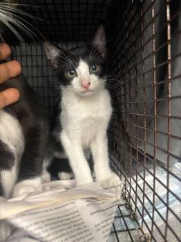 BUCK -  Domestic Short Hair Cat for Adoption in Fort Lauderdale, Florida - BUCK | PetCurious