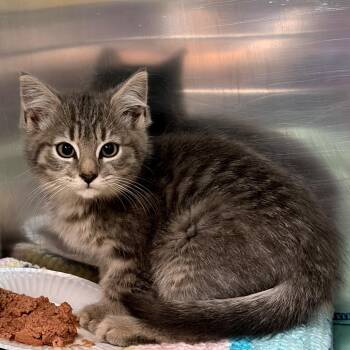 Aspen -  Domestic Short Hair Cat for Adoption in Newark, New Jersey - Aspen | PetCurious