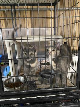 Havarti & Swiss -  Dilute Calico Cat for Adoption in New Richmond, Wisconsin - Havarti & Swiss | PetCurious